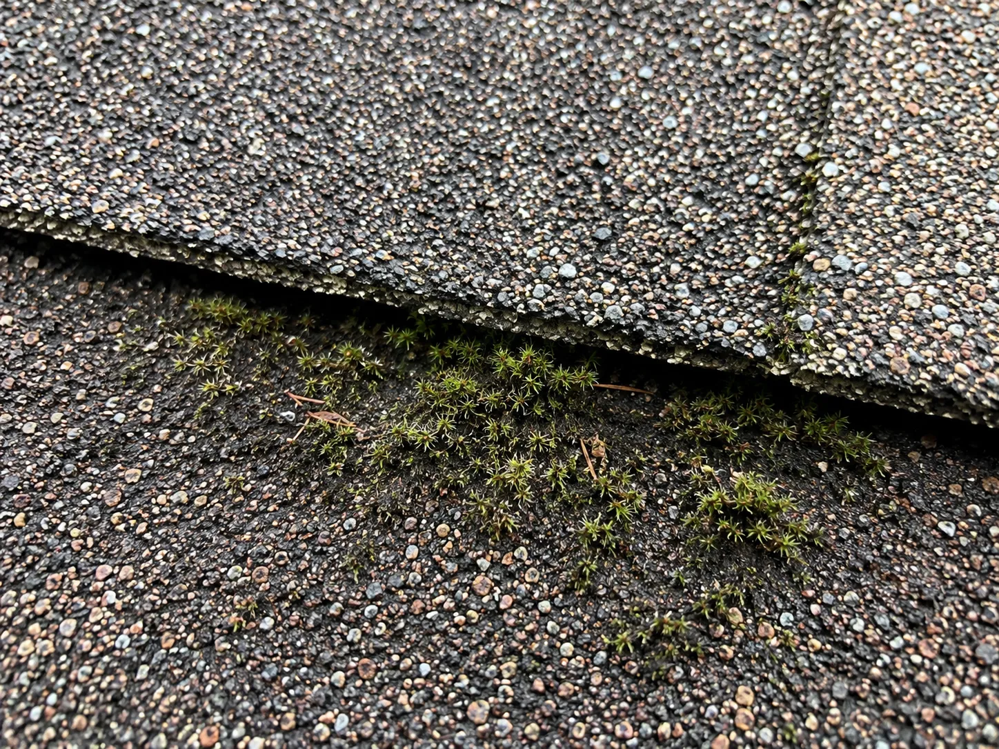 Close-up of asphalt shingle granule texture and moss detail